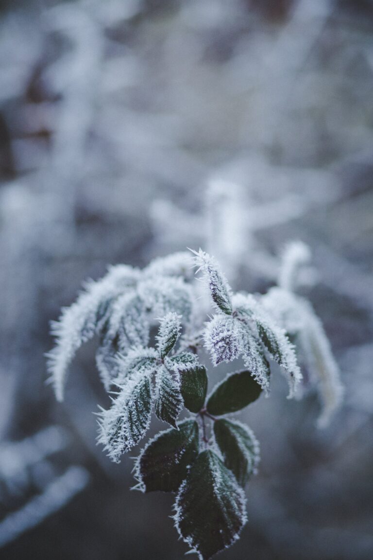 winter plant